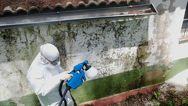 Top rated local Mold Remediation specialists in Medina, MN